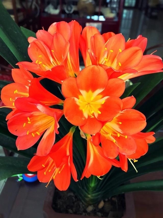 花友们|君子兰最爱“3种肥”,很好找,10天追一次肥,入秋开花翻一倍