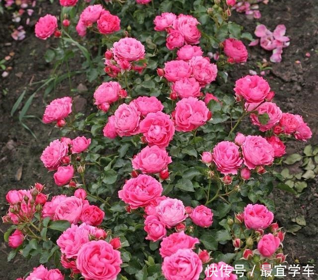 25款庭院月季推荐。助你打造五彩缤纷的庭院,丰花好养还能盆栽