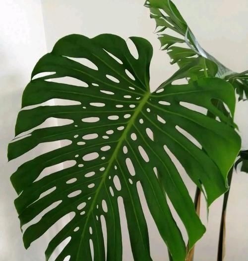 家庭养花,健康排在第一位,四种树随便放一种,吸甲醛效果强