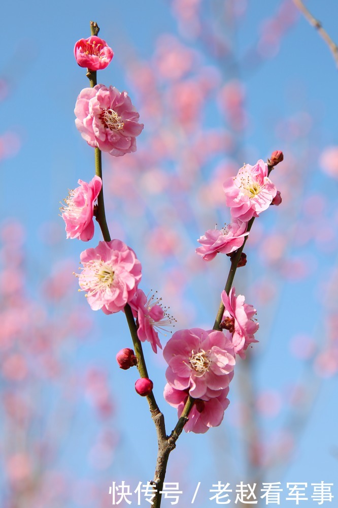 赏景啦!新年添喜色,西昌湿地公园梅花绽放