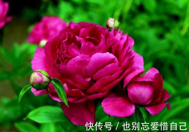 最受欢迎的花，开花超漂亮，花期还长，一养就是好几盆！