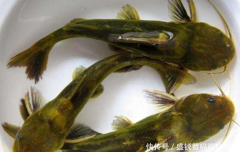 五一小长假想钓鱼?安排,我将告诉你这个假期什么鱼最好钓