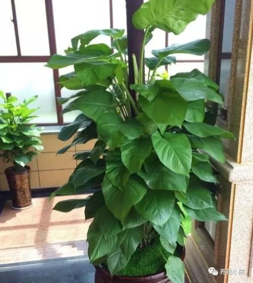 花卉上灰尘太多，用4种水擦一擦，叶子新鲜又光亮