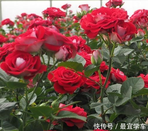 25款庭院月季推荐。助你打造五彩缤纷的庭院,丰花好养还能盆栽