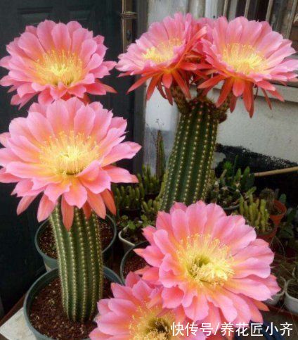 9种“巨花”植物,开花堪比“脸盘”,美得很独特,美得很霸气