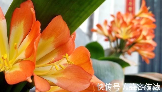 钾肥|君子兰为什么会夹箭，君子兰夹箭了怎么办，别慌，我来告诉你！