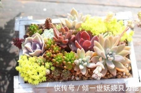 夏季多肉植物应该怎么养新手必学的专业术语，不怕多肉不爆盆！
