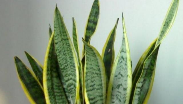 客厅4种“耐旱”花,30天不浇水,反而爆盆,枝粗叶绿适合懒人