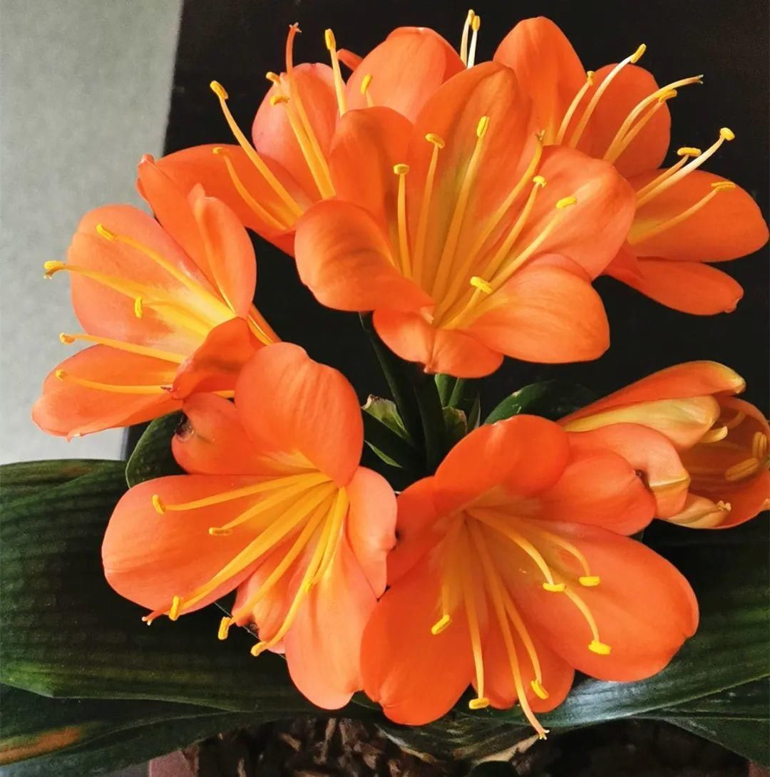 人养花,花也养人,家里养这10种花,越养越健康