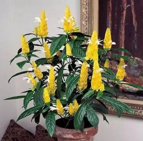 5种净化空气的花，扫光室内“甲醛、二手烟”，养在客厅美极了