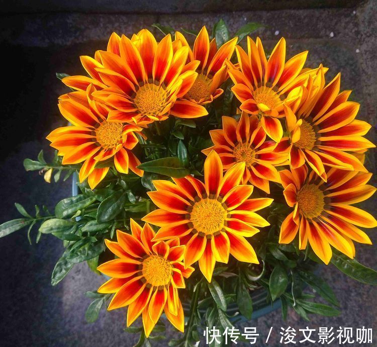 喜欢菊花,不如养盆“菊中精品”硫华菊,花开野性美,爆成菊花海
