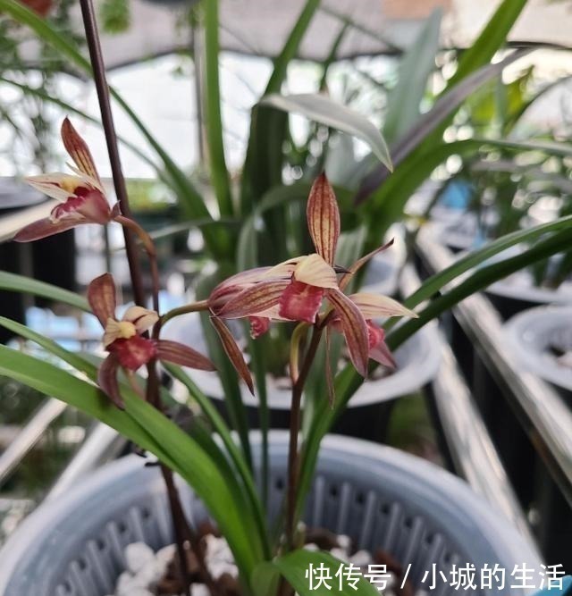 5种花扔外头,越下雨开得越好,超漂亮!5种花扔外头,越下雨开得越好,超漂亮!