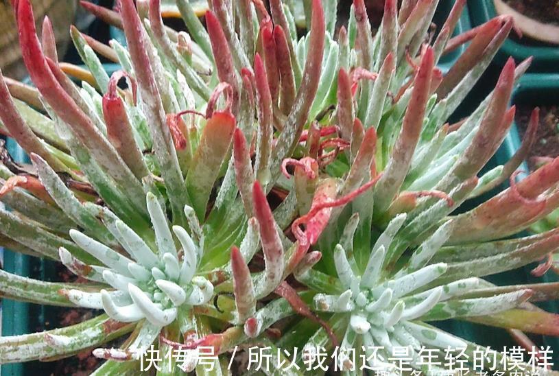 休眠|多肉爱杜丽丝好不好度夏?如果你像我这样养的话,那度夏自然不难