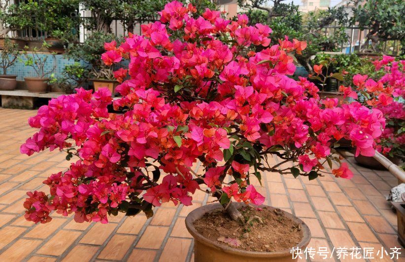 漂亮|4种植物开花漂亮，想要接着再开花，修剪才能开爆盆