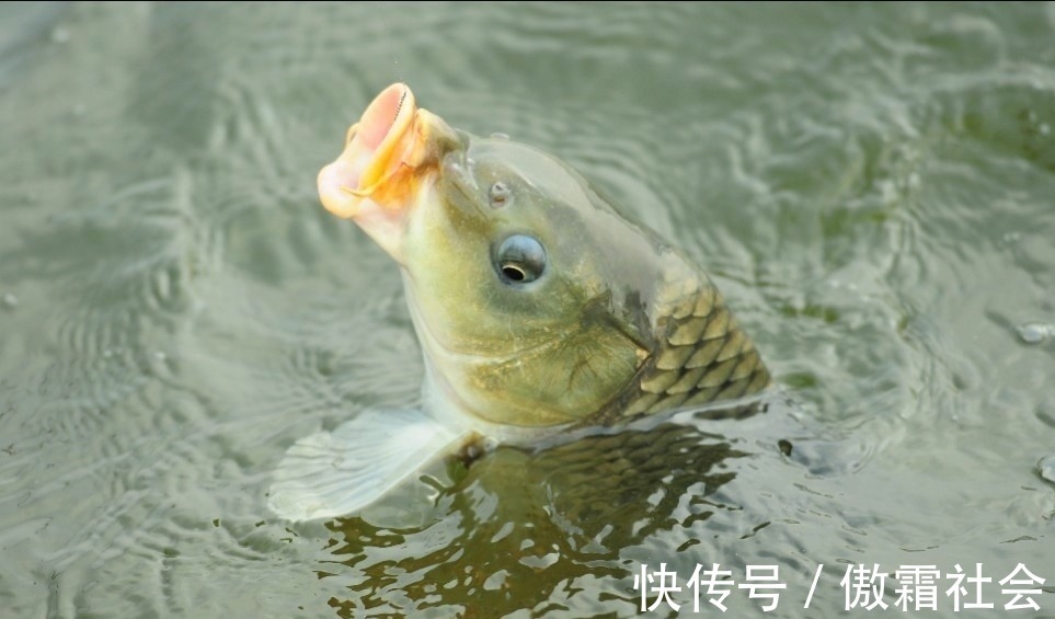 钓鱼|用袖钩钓鱼总跑鱼不了解袖钩的用途,鱼口再好也难入篓