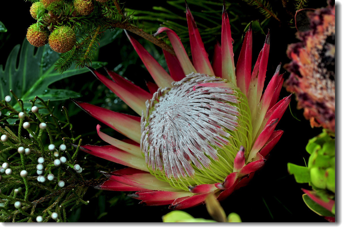 此花称为最富贵的鲜切花,绚丽的色彩,优雅的造型,号称花中之王