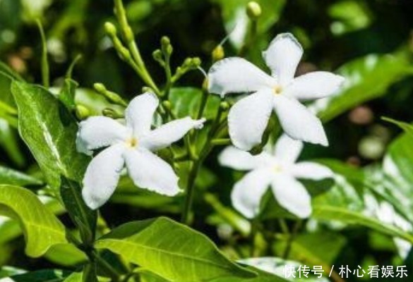 光照|阳台小 选此款花卉，热不死还疯狂开花，让阳台呼呼爆成百花园