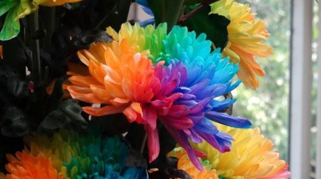 喜欢菊花，不如养盆优良名菊“七彩菊”似七彩祥云，飘舞绚丽