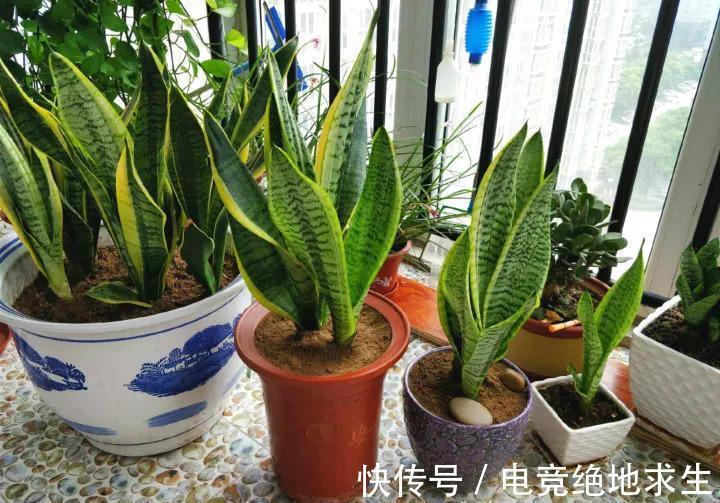 天冷后，9种花要“少水、断粮”，不然难过冬