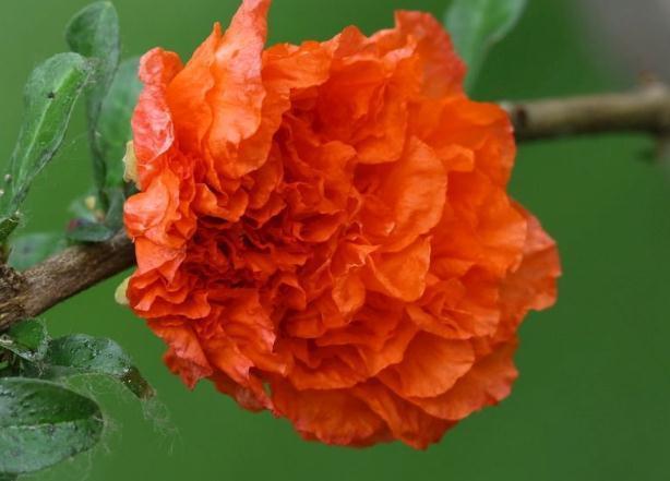 石榴花最爱“美”，开花前“擦擦脸”，花苞多、花朵大，花爆满枝