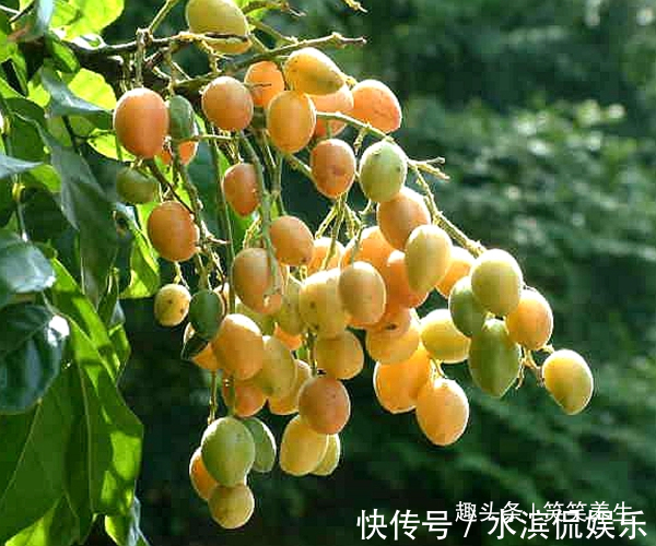 荔枝|民间素有“果中之宝”的水果,看似像荔枝,却功效强的不得了!