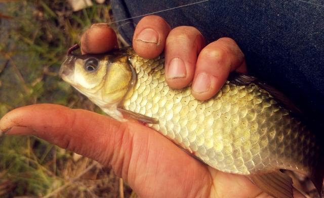 野钓大半辈子，竟然才知道诱鱼最管用的方法，你尝试过了吗