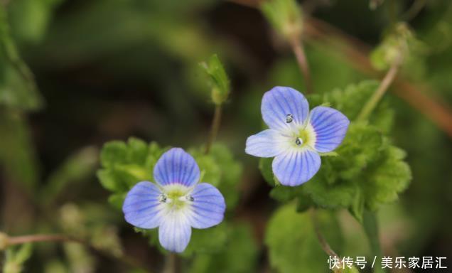 新手养护花卉，就养花形俊逸，人见人爱的花卉，美极了！