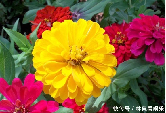 小花|夏天就养这几款小花，好养易打理，花色典雅柔美，一簇爆成花海