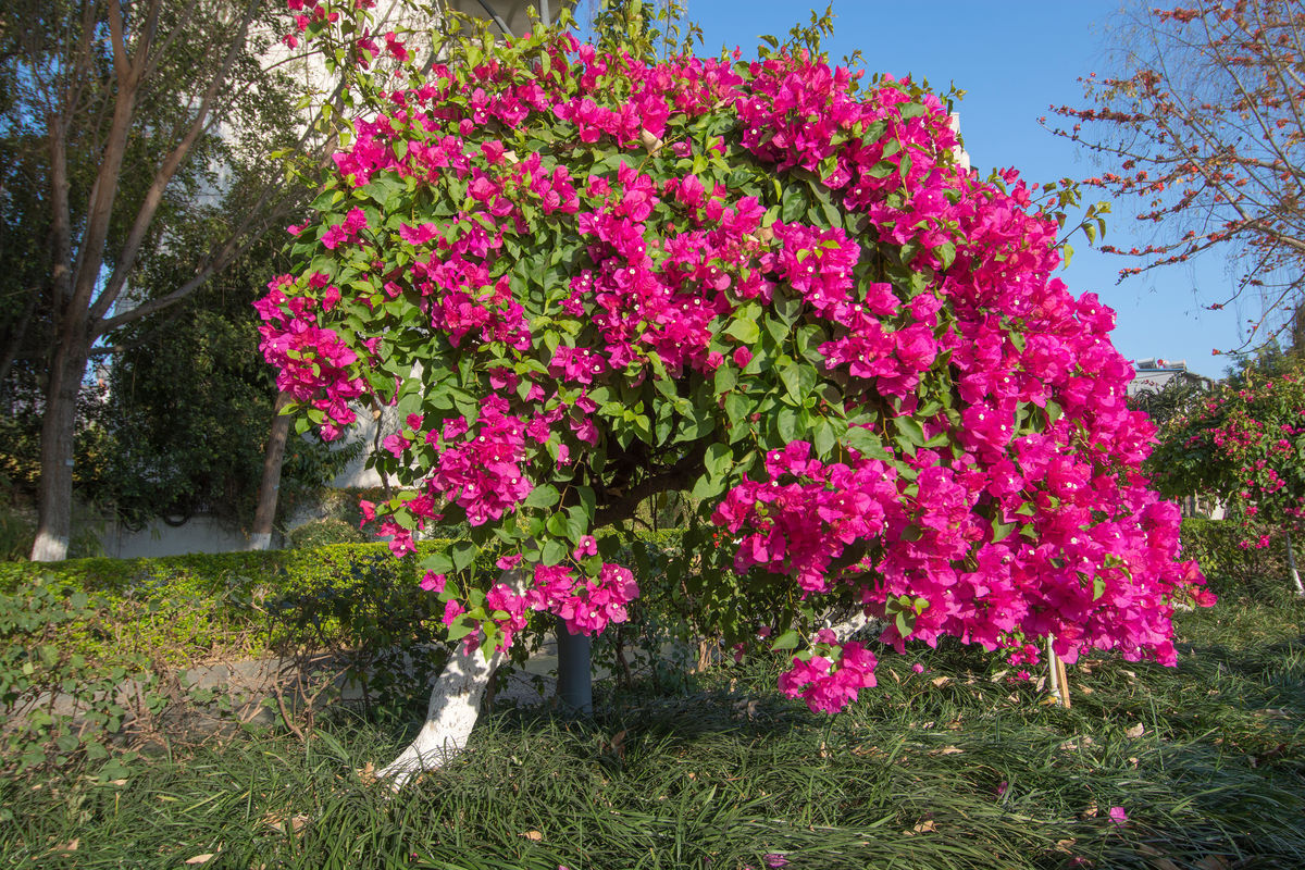 三角梅开花少大爷有“妙招”，花开多2倍，30天花芽窜爆盆