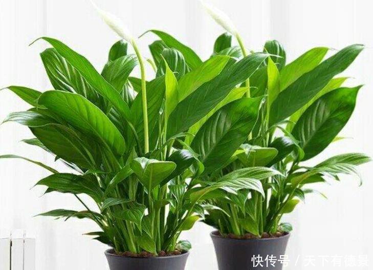 卫生间想养花?选这5种最靠谱,不仅生命力顽强,而且很耐阴!