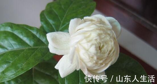 此花,是我国少有的可以卧室盆栽的香花,有安神静心的功效