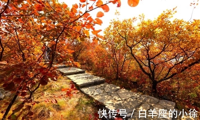 黄叶|15首古诗词,写尽秋叶的静美,让人大开眼界