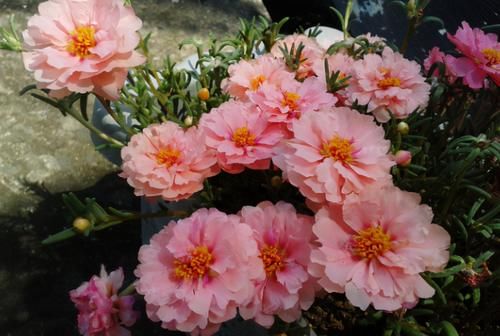 春天捡点野菜马齿觅，晒晒制成花肥吧，养花效果一级棒！