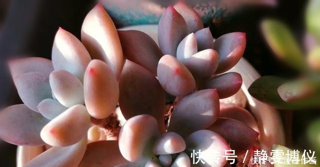 多肉|冬天多肉看起来无精打采浇水时注意5点，棵棵精神饱满