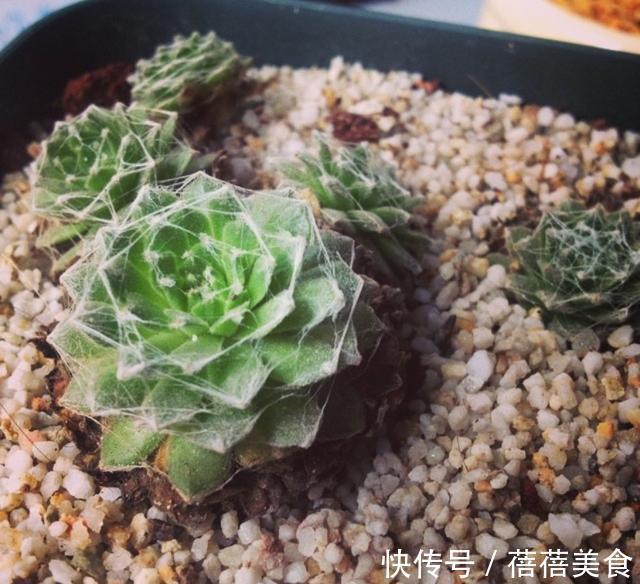 养殖|会吐丝的多肉你见过吗,点进来,蛛丝卷绢的养殖方法在这里get