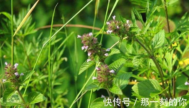 油性皮肤|农村这种野草随处可见，以前被红军挖来充饥，可为油性皮肤做护理！