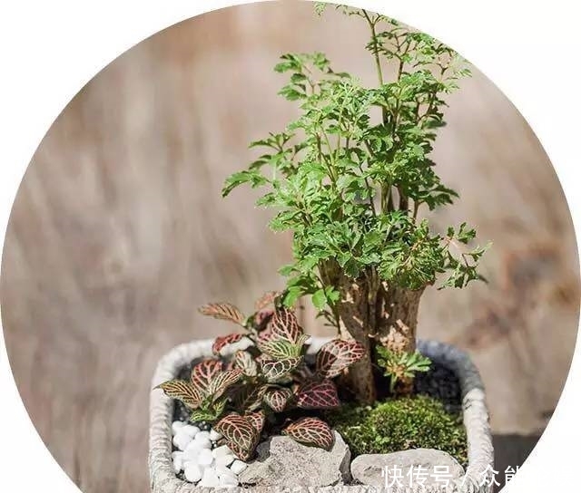 也许你不需要一个庭院就能有一个园林