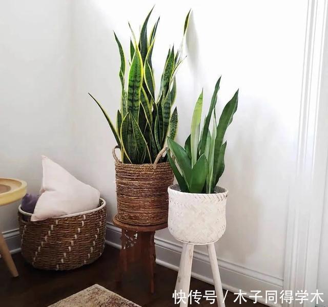 客厅养花就选这六种,寿命长、寓意好,省心又好养,你家养了几种