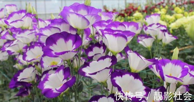 朱顶红种球|4种花被称为开花劳模,365天开花不断,每天都有花赏