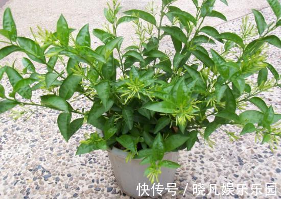 卧室|卧室养花不了解这些,随意盆栽可能会引发失眠、没精神、一身病