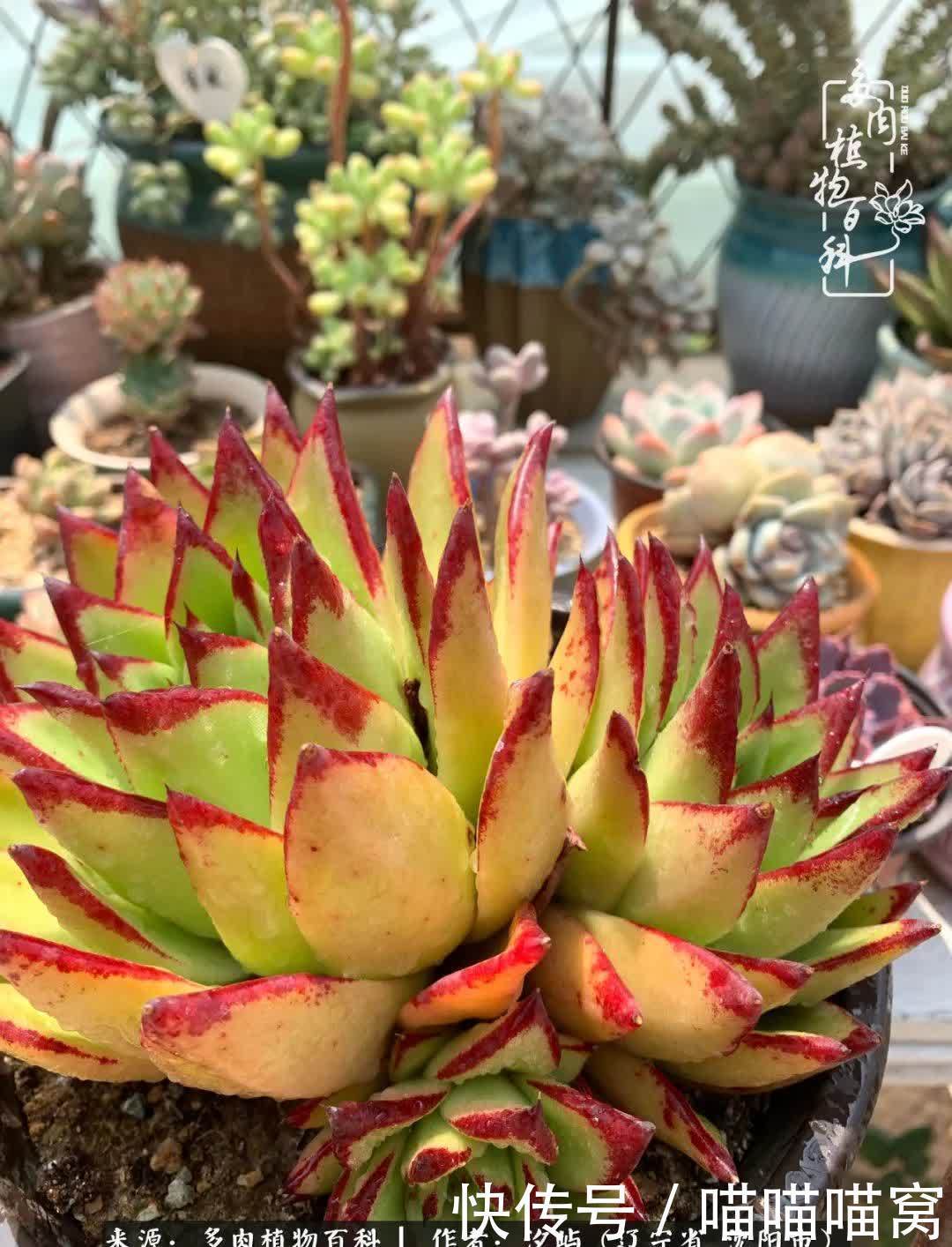 美杜莎|偶然相遇多肉,却成为心中挚爱!