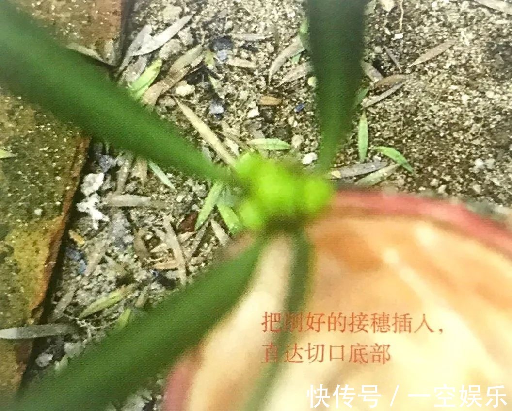 台友们|罗汉松芽接案例分享，台长教你玩出别出心裁的岭南盆景！