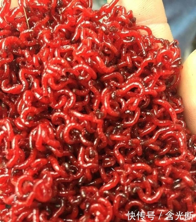 谁才是野钓“饵料之王”?多种入围,但只有一种胜出