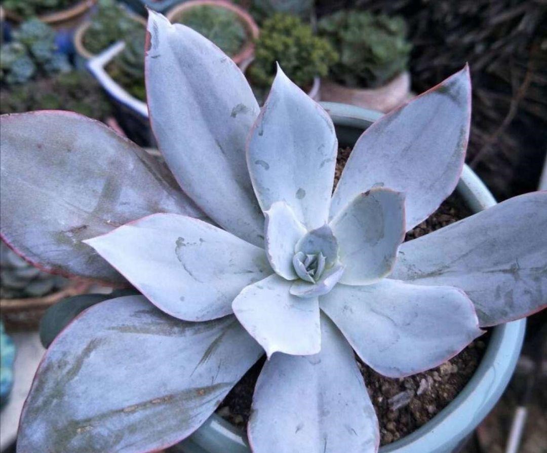 4种多肉最适合懒人养,叶子厚实难徒长,养到就是赚到!