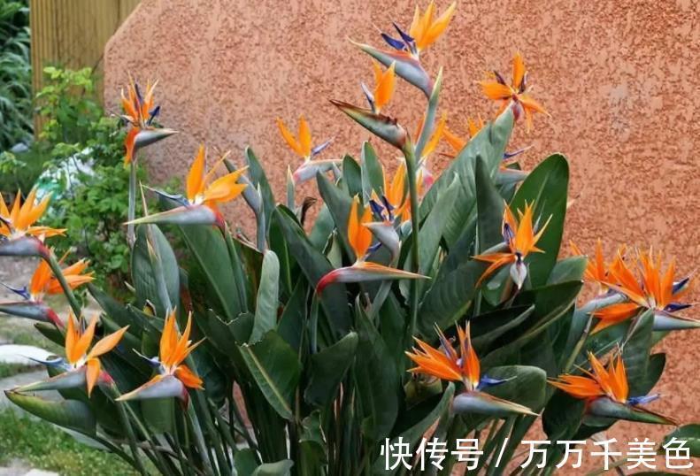 鹤望兰|阳台采光差,建议你别养这10款花,长势差难开花,越养越生气