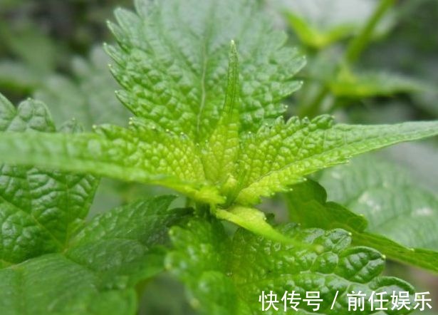 营养|人到中年想长寿,要学会吃3种食物,补充营养,抵抗衰老