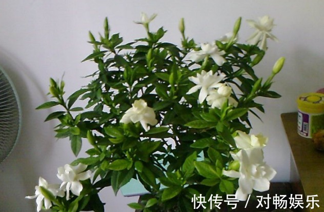 盆栽栀子花注意这几点,花开爆盆!长得快!3年下来,长成老桩!