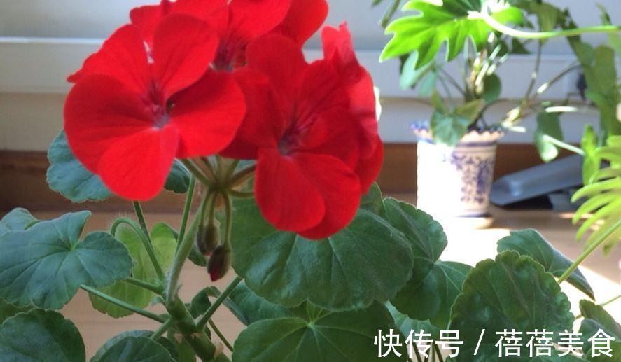 3种花最热销，拿回家摆窗台上，窗台变花园