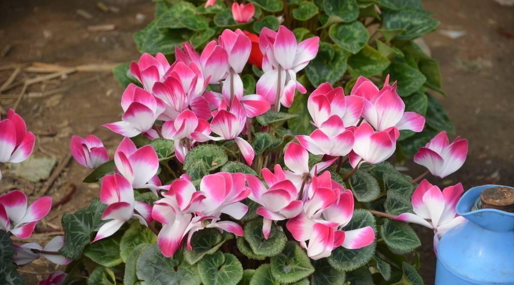 休眠期|4种“漂亮花”，5月要“剪花箭”，不剪光，很难度夏天