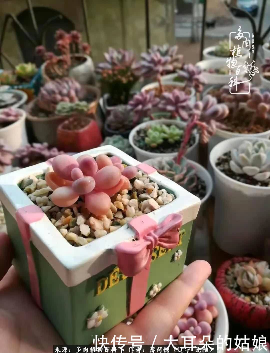 沉淀|用多肉记录时间的沉淀!